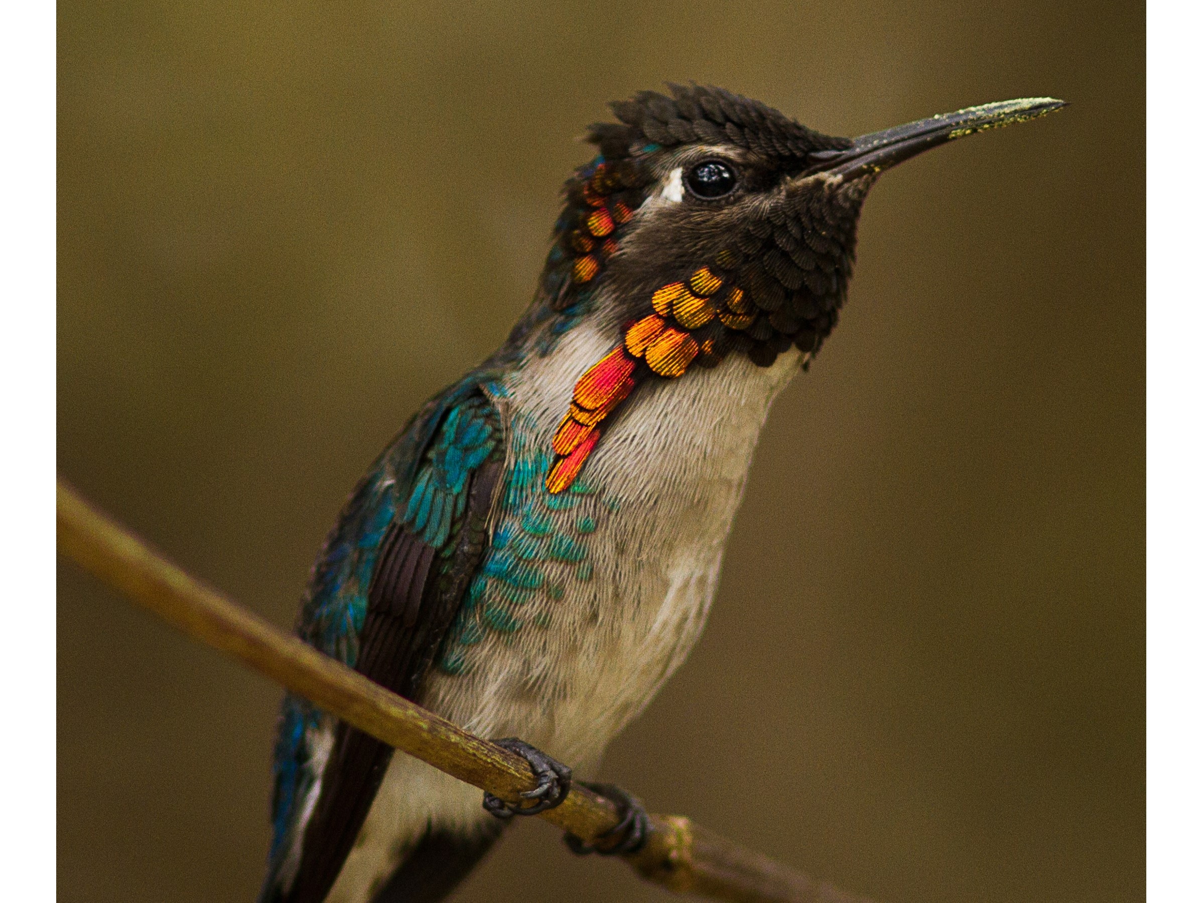 tourhub | Cuban Adventures | Birdwatching Western Cuba 