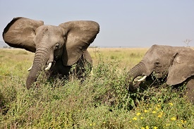 tourhub | Eddy tours and safaris | The Best 8 Days Tanzania Safari. 