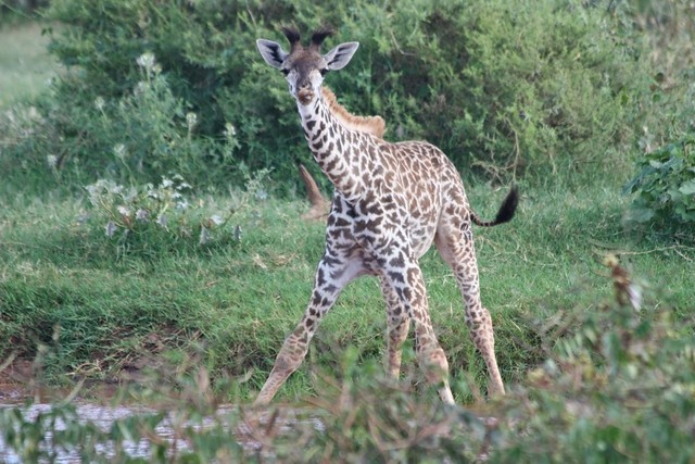 tourhub | Akondo Adventures | 3 Days Tarangire, Lake Manyara and Ngorongoro Safari 