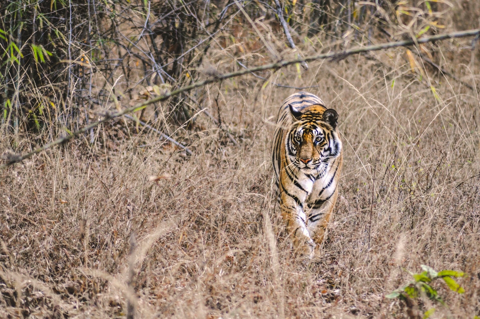 tourhub | Go Book Tours | Bandhavgarh Luxury Wildlife Tour Package 