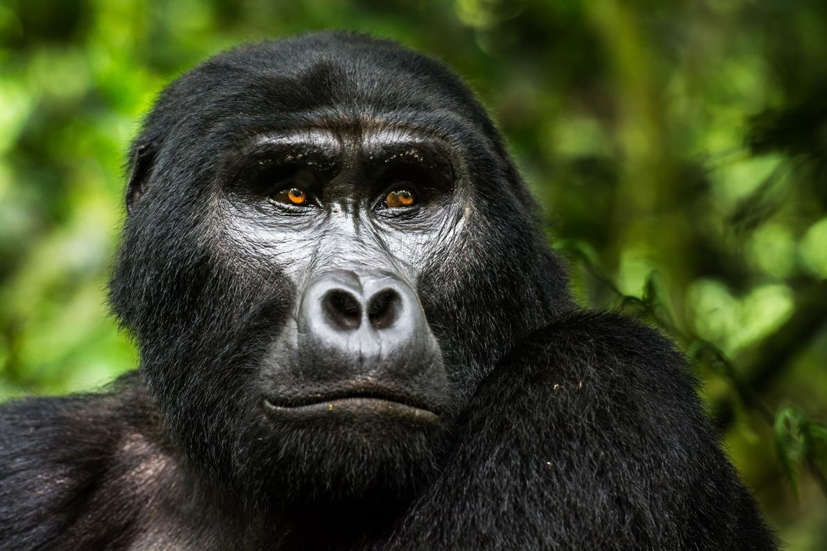 tourhub | Birchill Expeditions | Explore Gorillas Uganda 