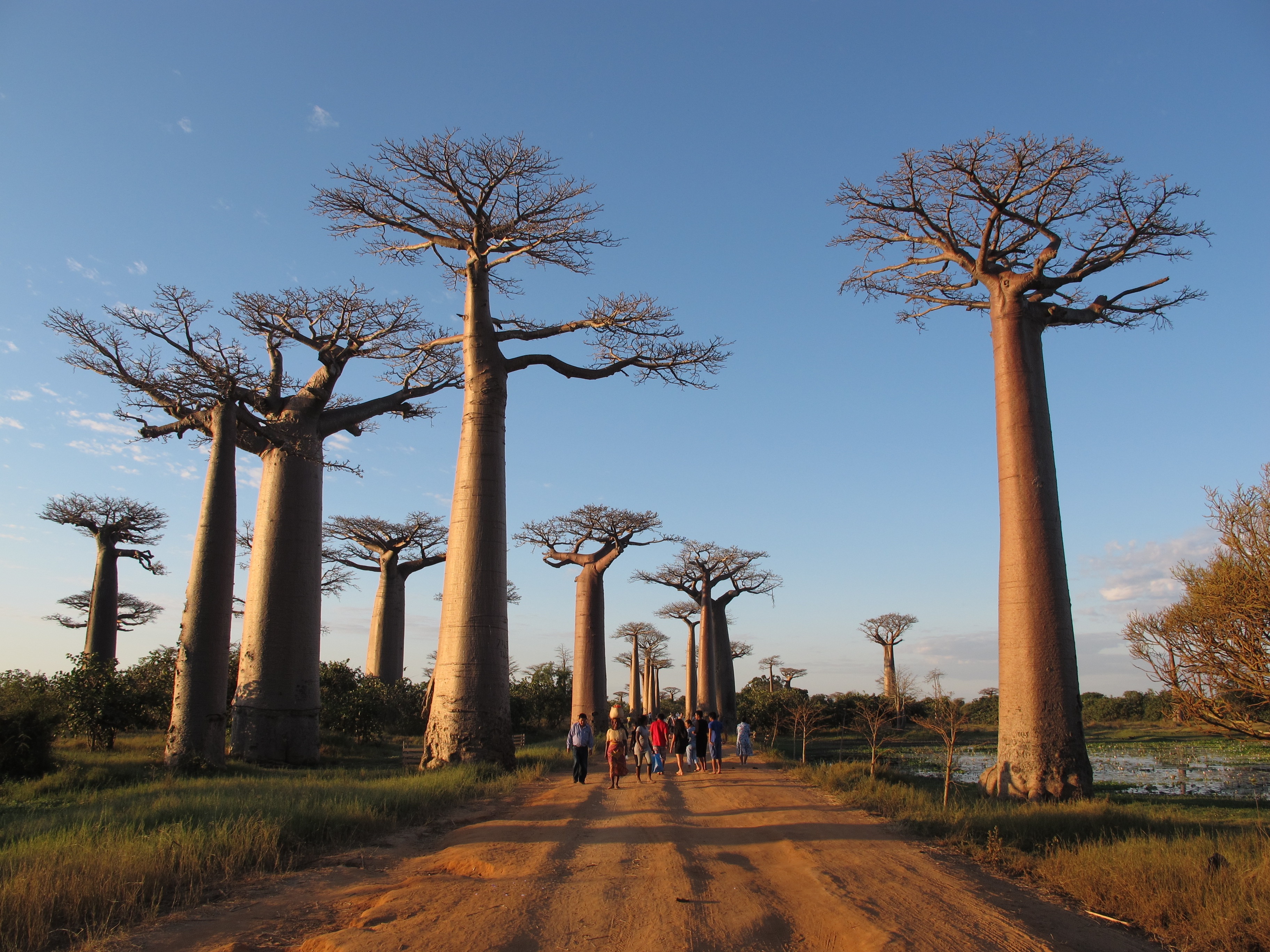 tourhub | Fosa Travel | MADAGASCAR 9 Days Baobabs and Lemurs Tours 