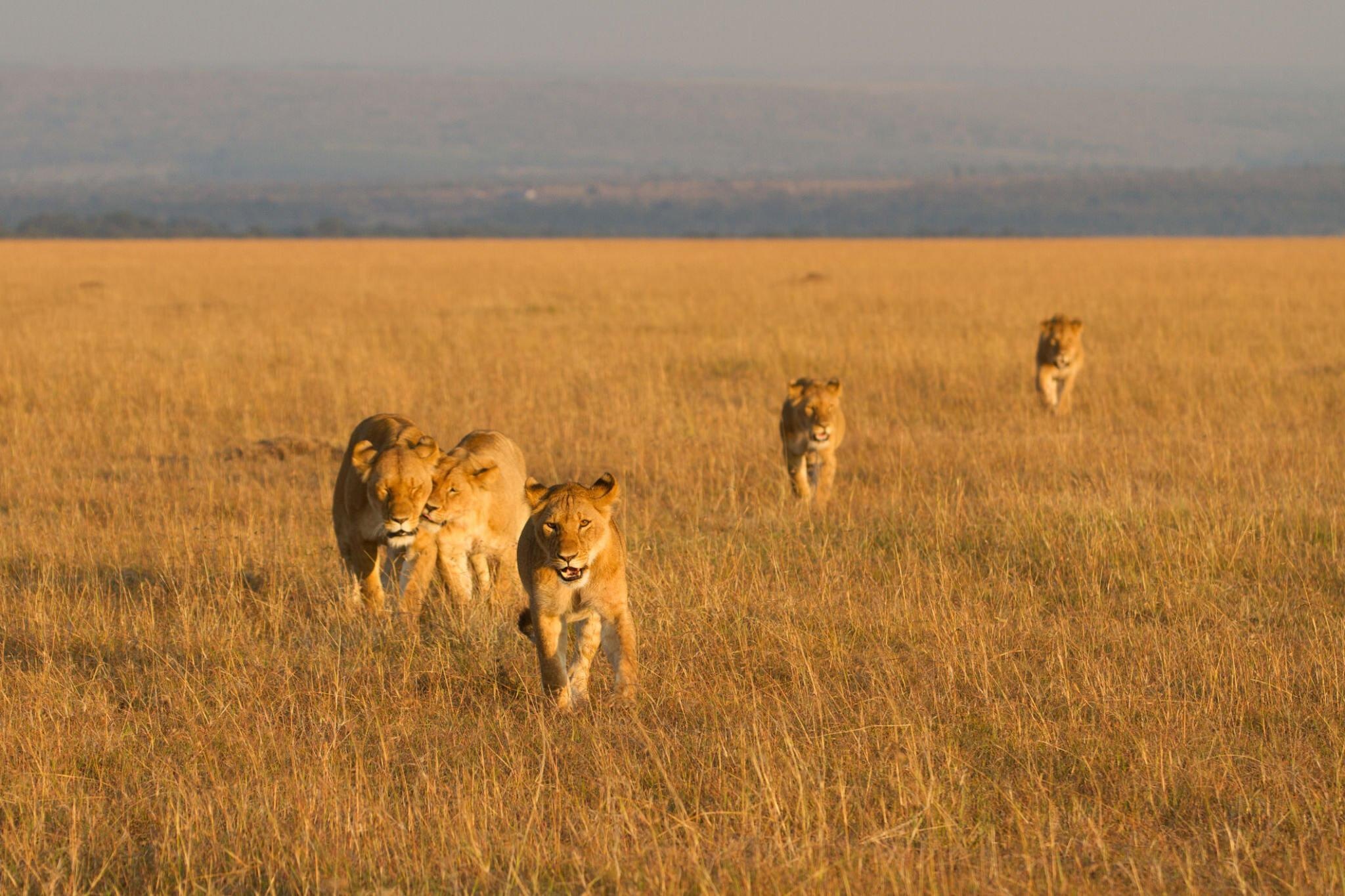 tourhub | Johnbow Tours and Travel | 3 Days Amboseli National Park Safari 