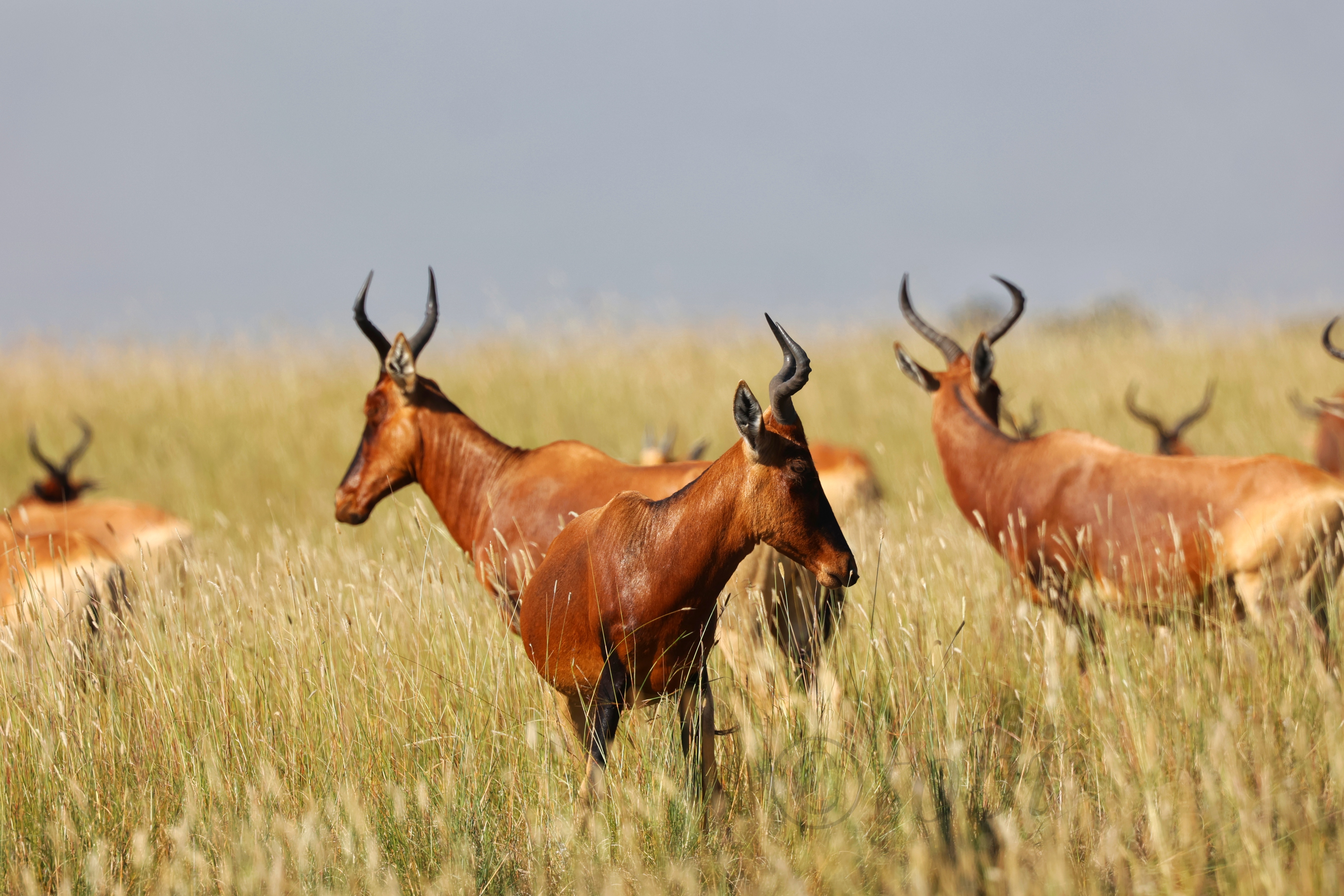 tourhub | Armaye Ethiopia Tours | Ethiopian Unique Wildlife  Safari 