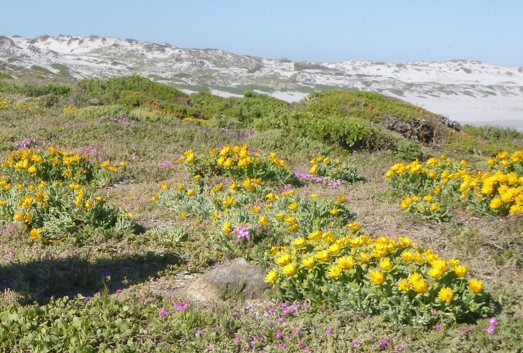 tourhub | HoneyBadger Travel & Tours | South Africa Flower Safari Namaqualand & West Coast 