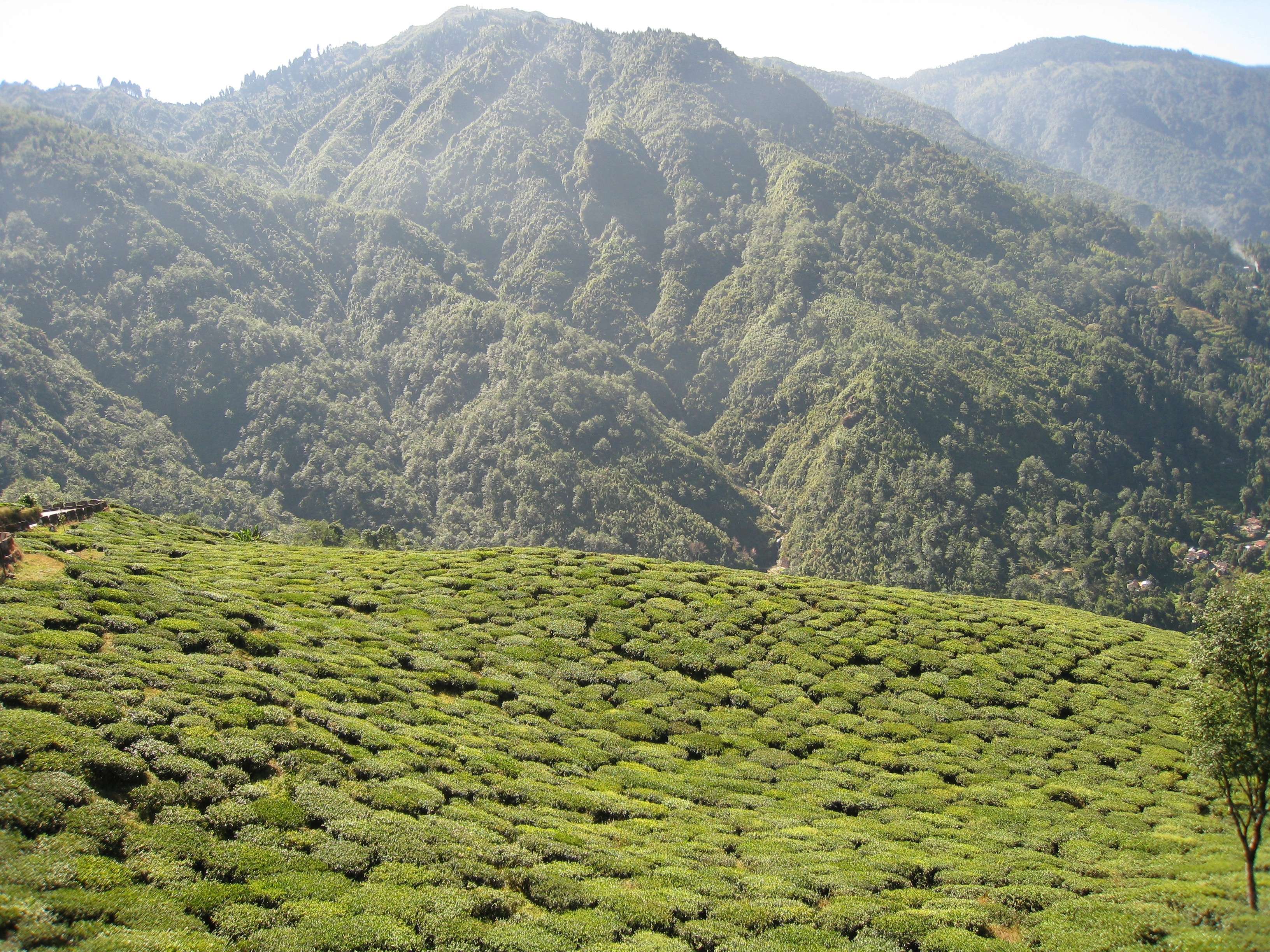 tourhub | Agora Voyages | Colonial Kolkata, Tea Estate & Buddhist Monasteries 