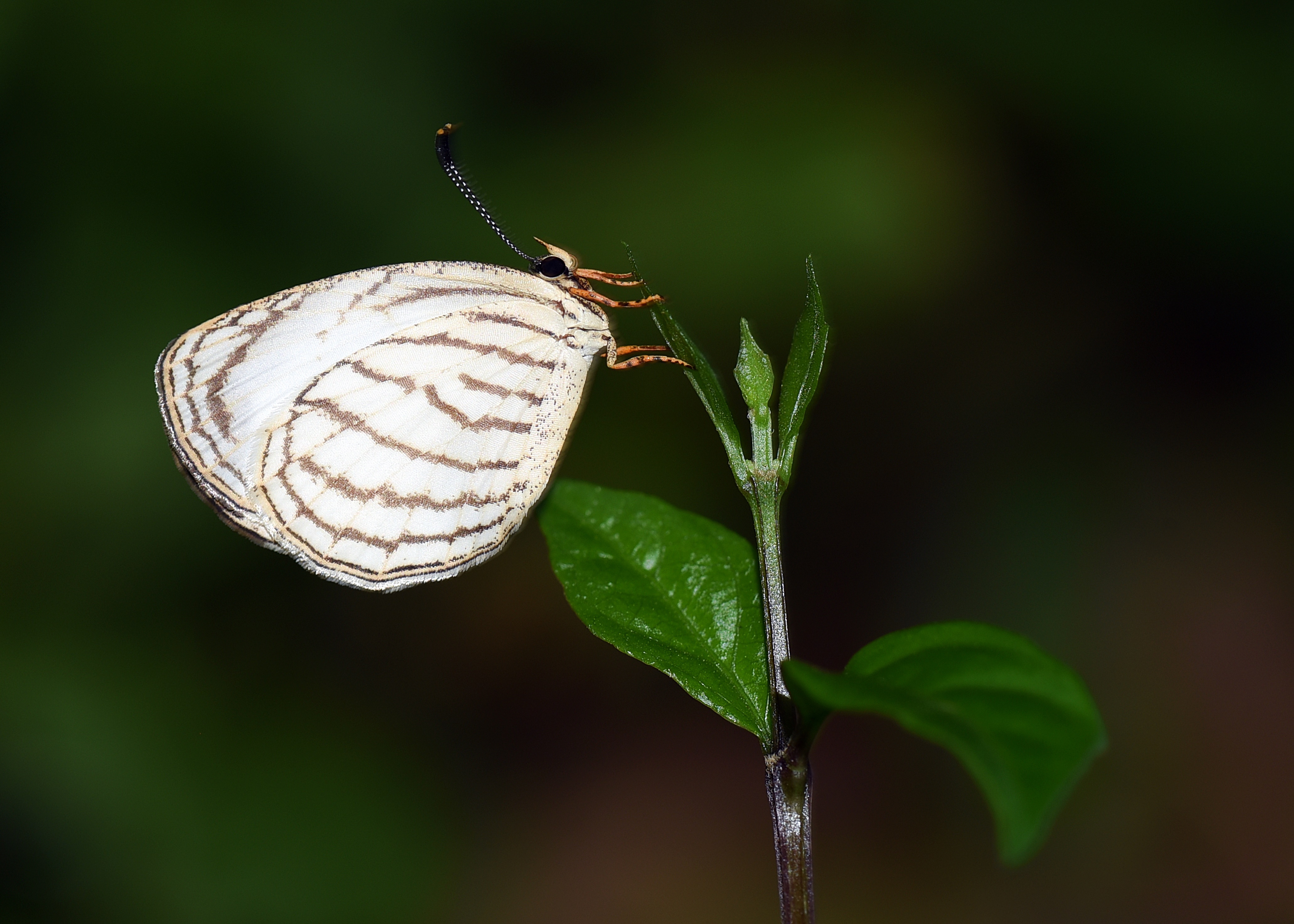 tourhub | Ashanti African Tours | Ghana Butterfly Tour 