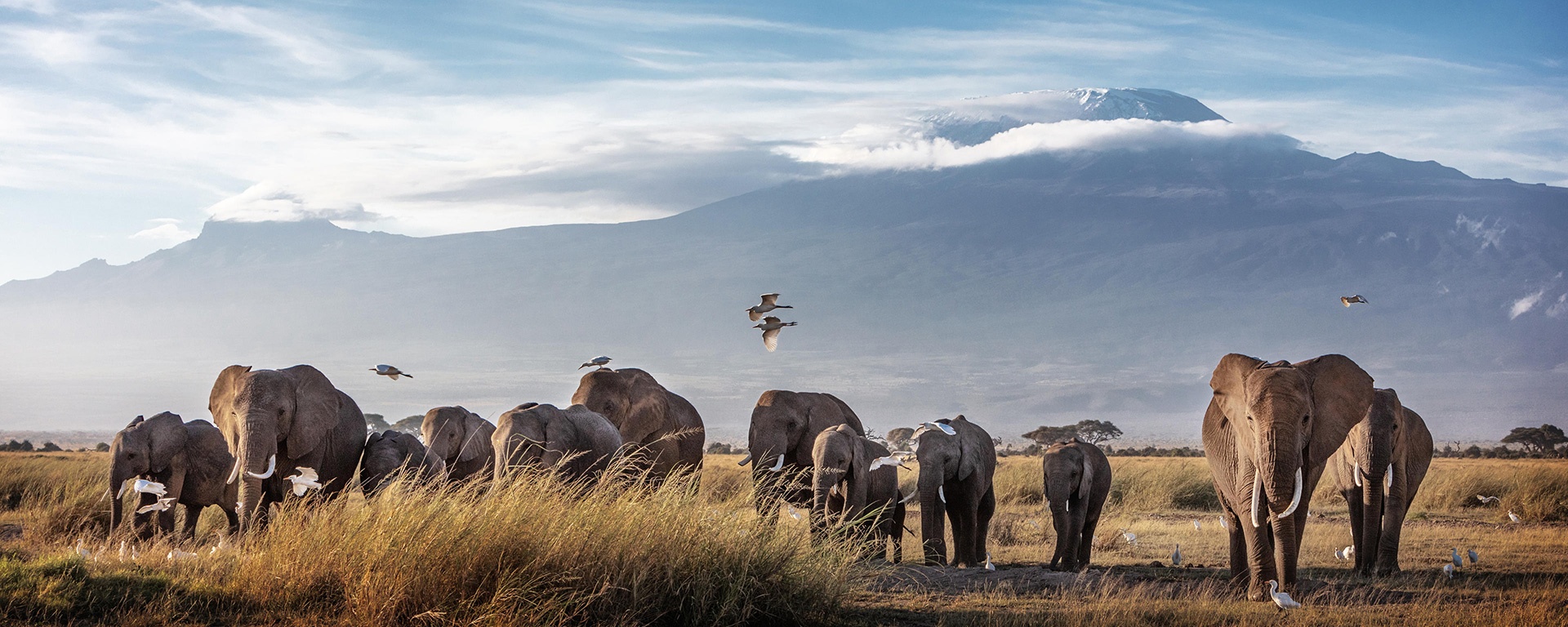 tourhub | Gracepatt Ecotours Kenya | From Nairobi: 2 Days Amboseli National Park Safari Package 