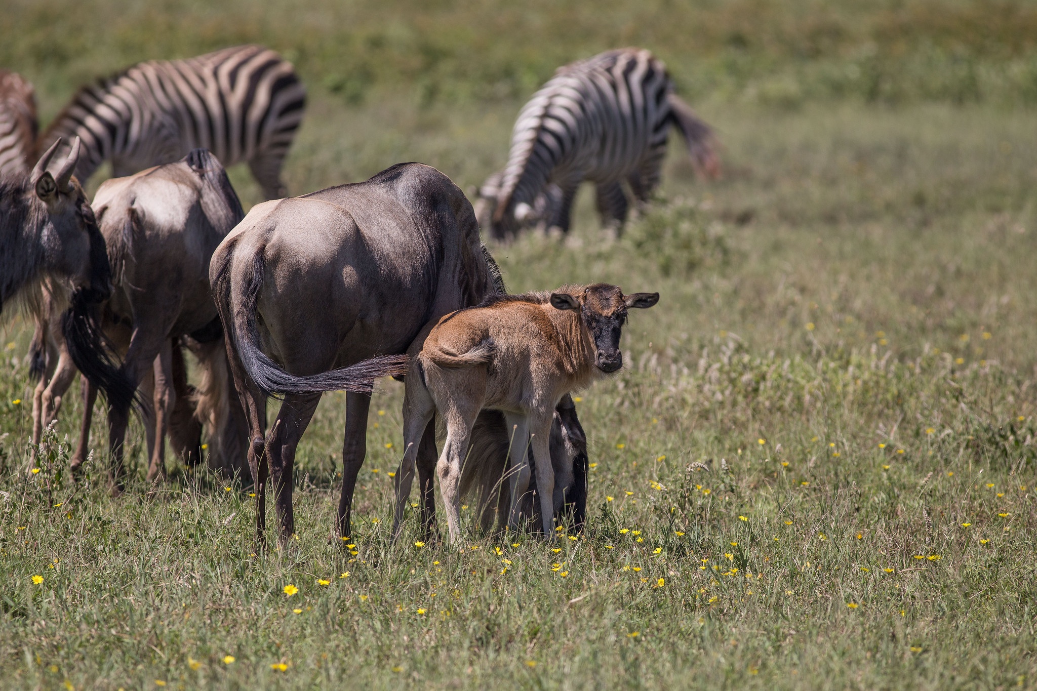 tourhub | Beach and Safari Holidays | From Arusha: 5 Days Classic Safari Cats, Calves & Crater 