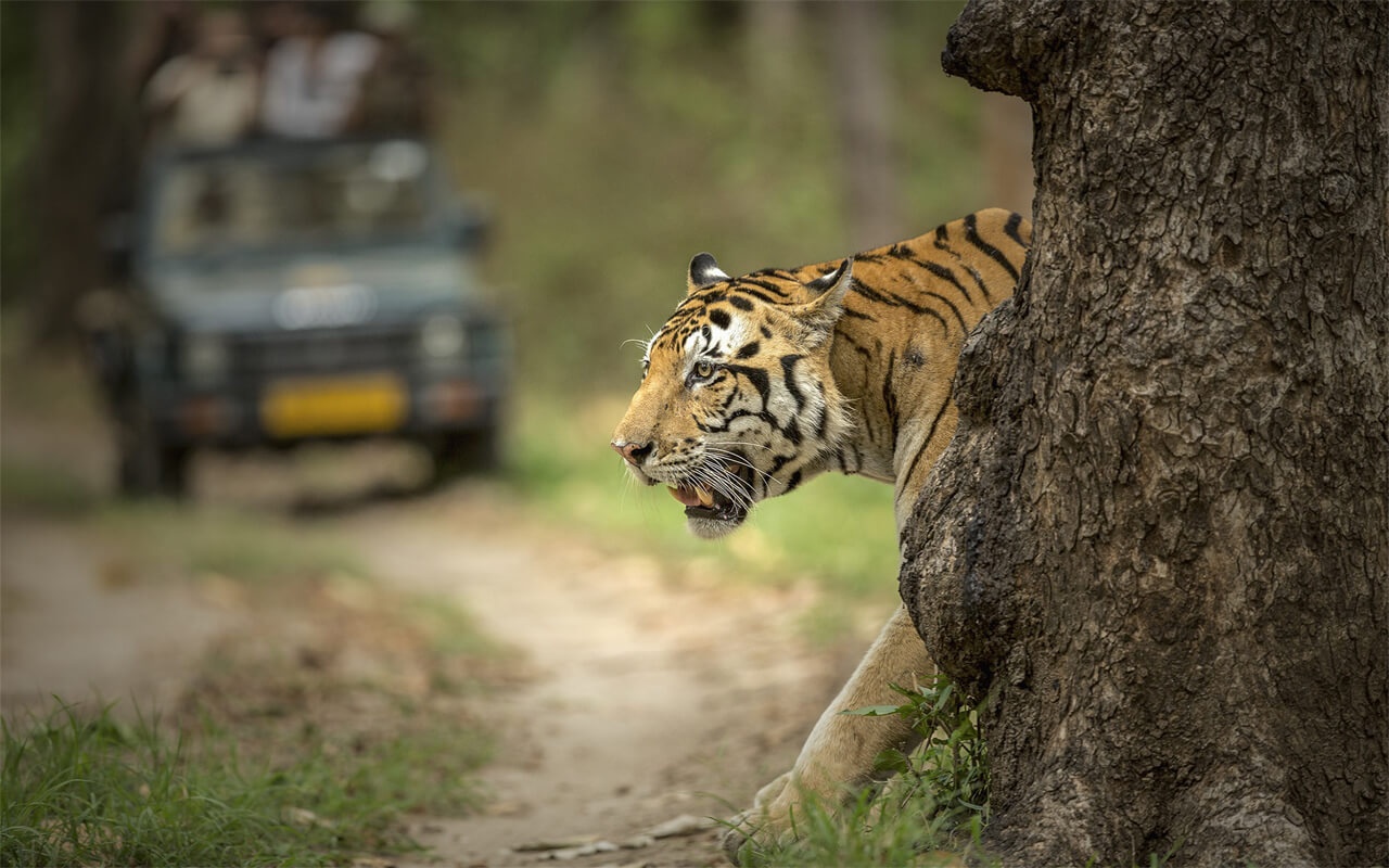 tourhub | Taj Voyages Tours | 05 Days Golden Triangle Tour with Ranthambore Jungle safari | Tour Map