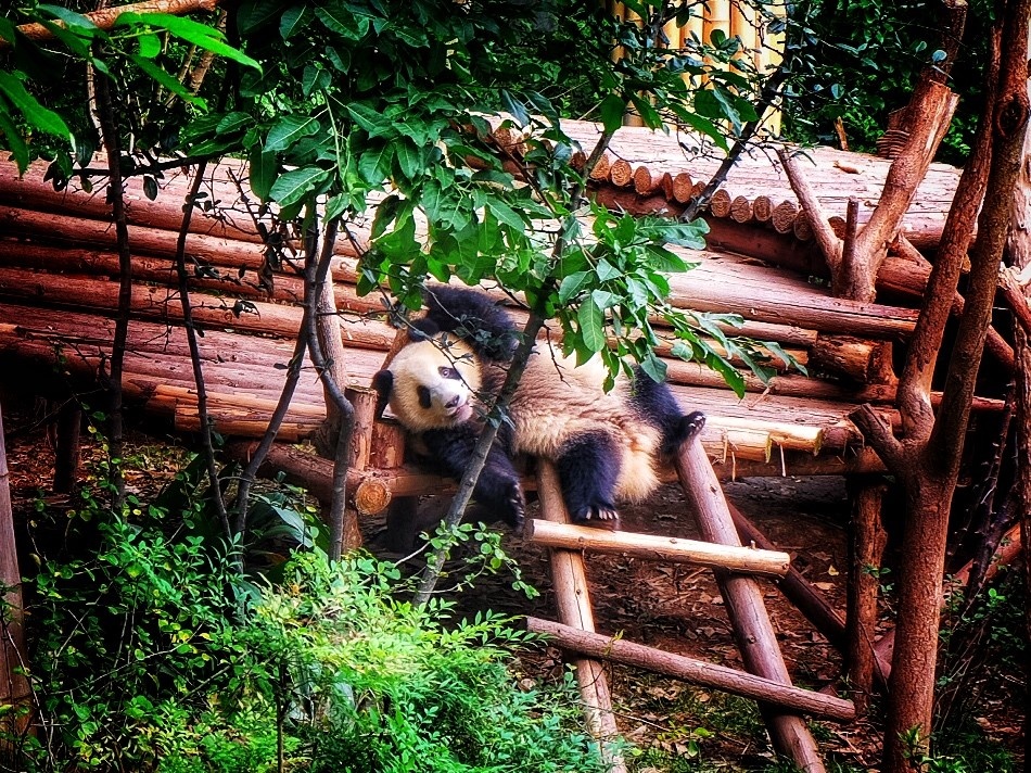 tourhub | The Dragon Trip | 14-day Panda Volunteering & Travel 