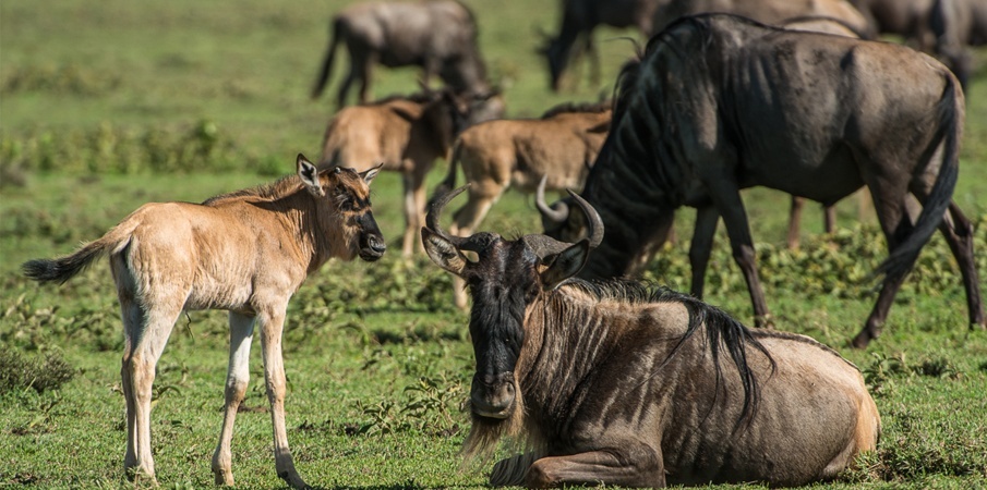 tourhub | Alaitol Safari | The Journey Of Wildebeest | 158936