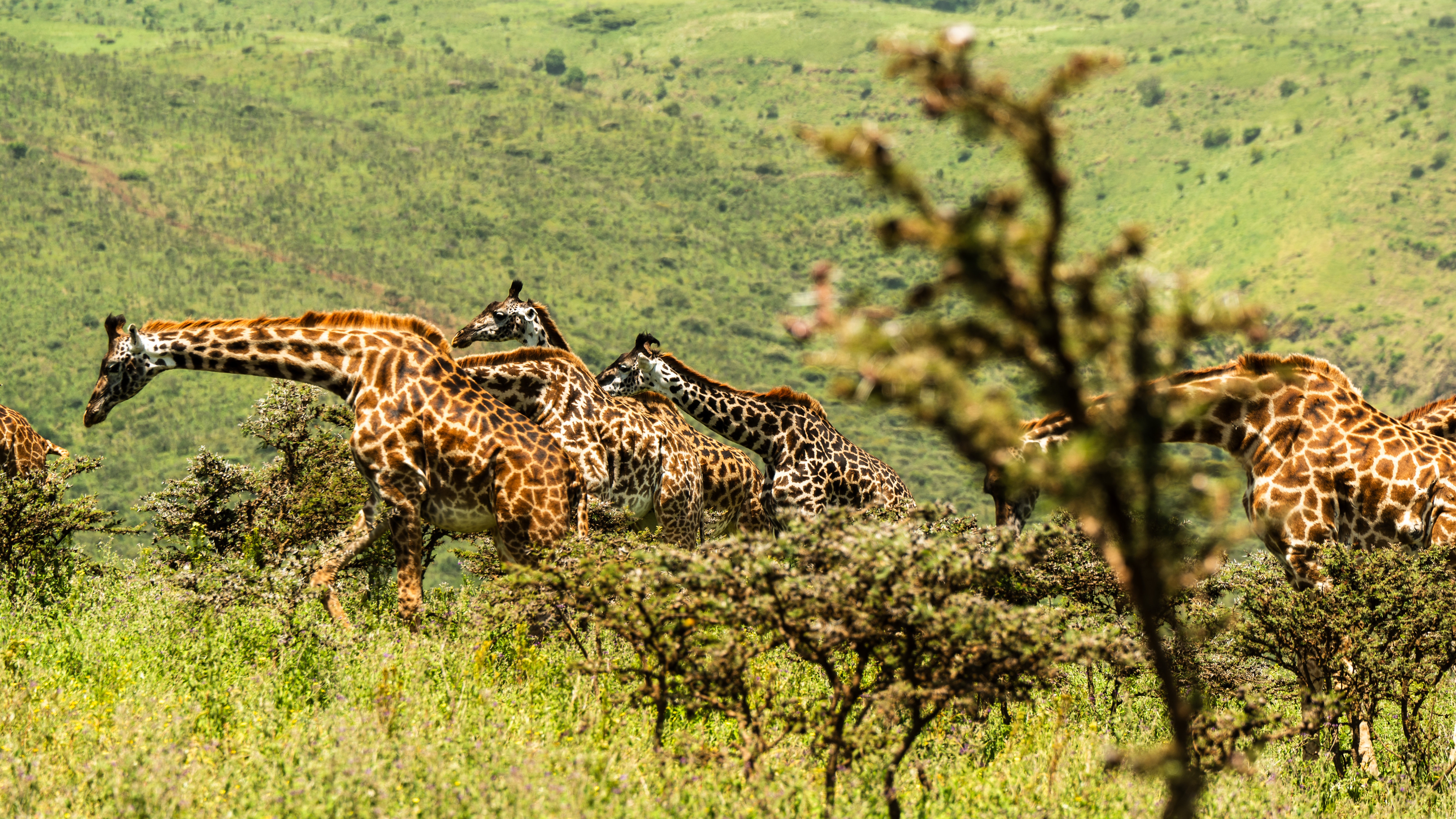 tourhub | Beach and Safari Holidays | From Arusha: 4-Day Ngorongoro, Lake Manyara & Maasai Tour 