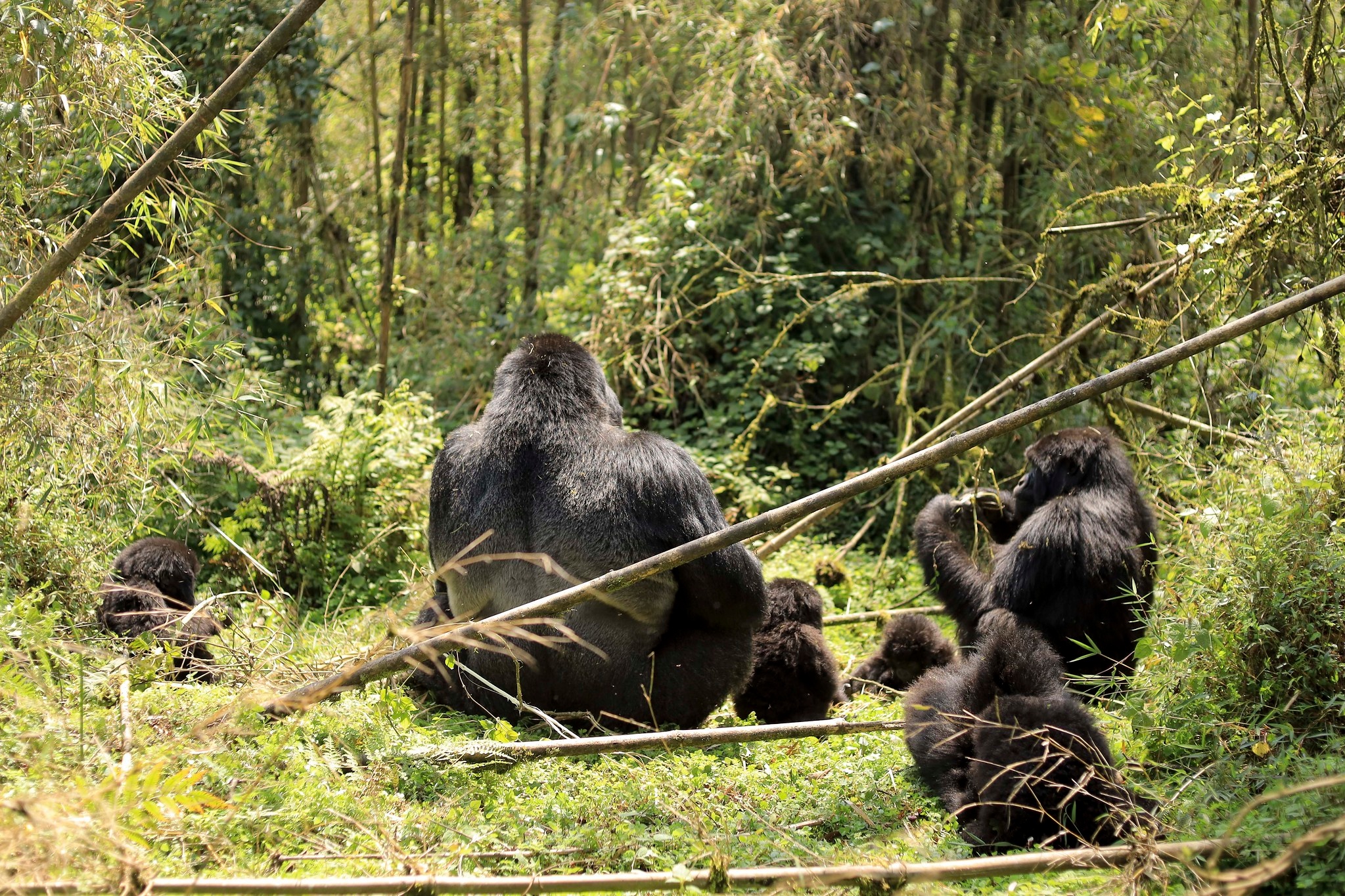 tourhub | Kawira Safaris Ltd | 8 Days Uganda Cultural, Gorilla and Wildlife Safari 