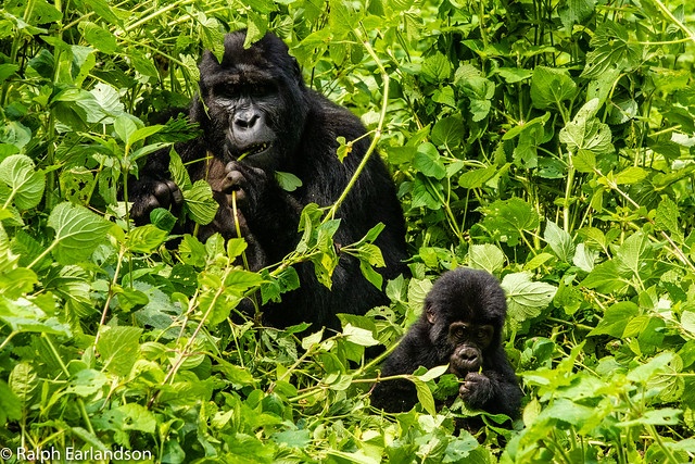 tourhub | Verdoro Safaris | Gorilla Habituation Uganda Safari 