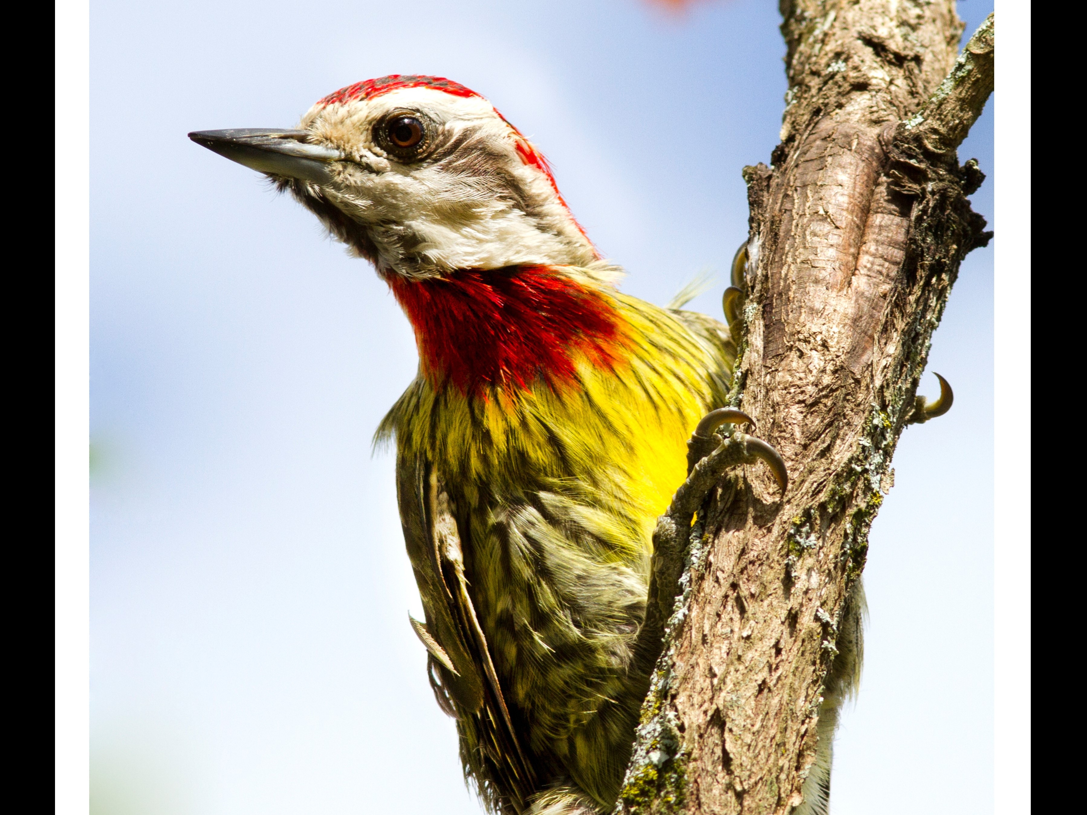 tourhub | Cuban Adventures | Birdwatching Western Cuba 