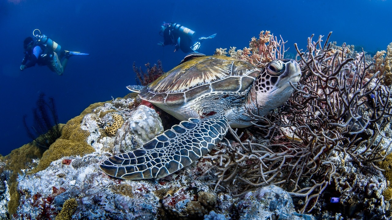 tourhub | Nexus Nomad Travel | Deep Blue Discovery: Underwater Paradise in The Philippines (Private & Customizable Tour) 