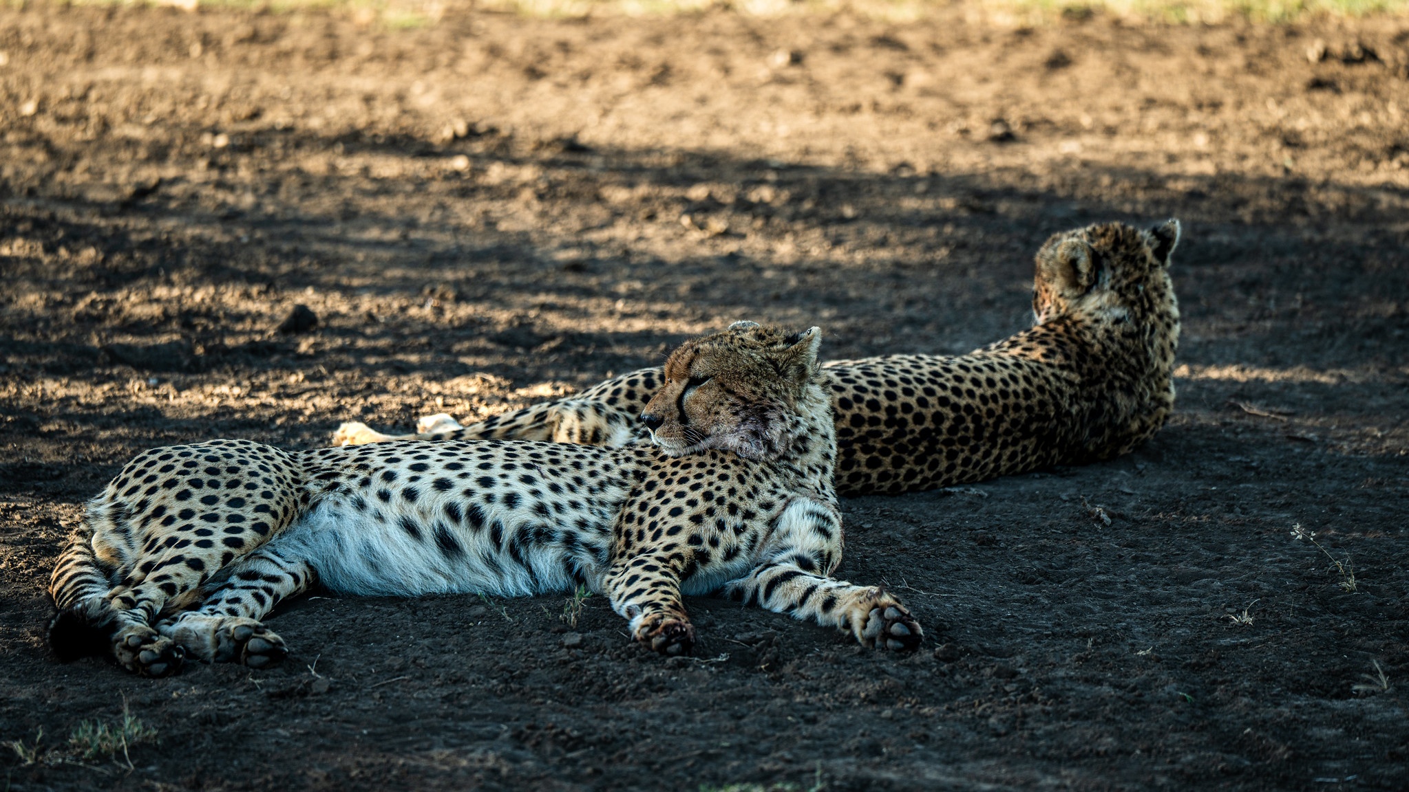 tourhub | Beach and Safari Holidays | Tanzania's Trail of Wonders: From Red-Hued Lakes to Majestic Safaris 