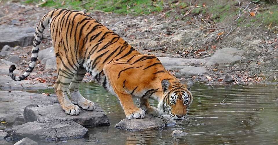 India Tiger Photography Tour