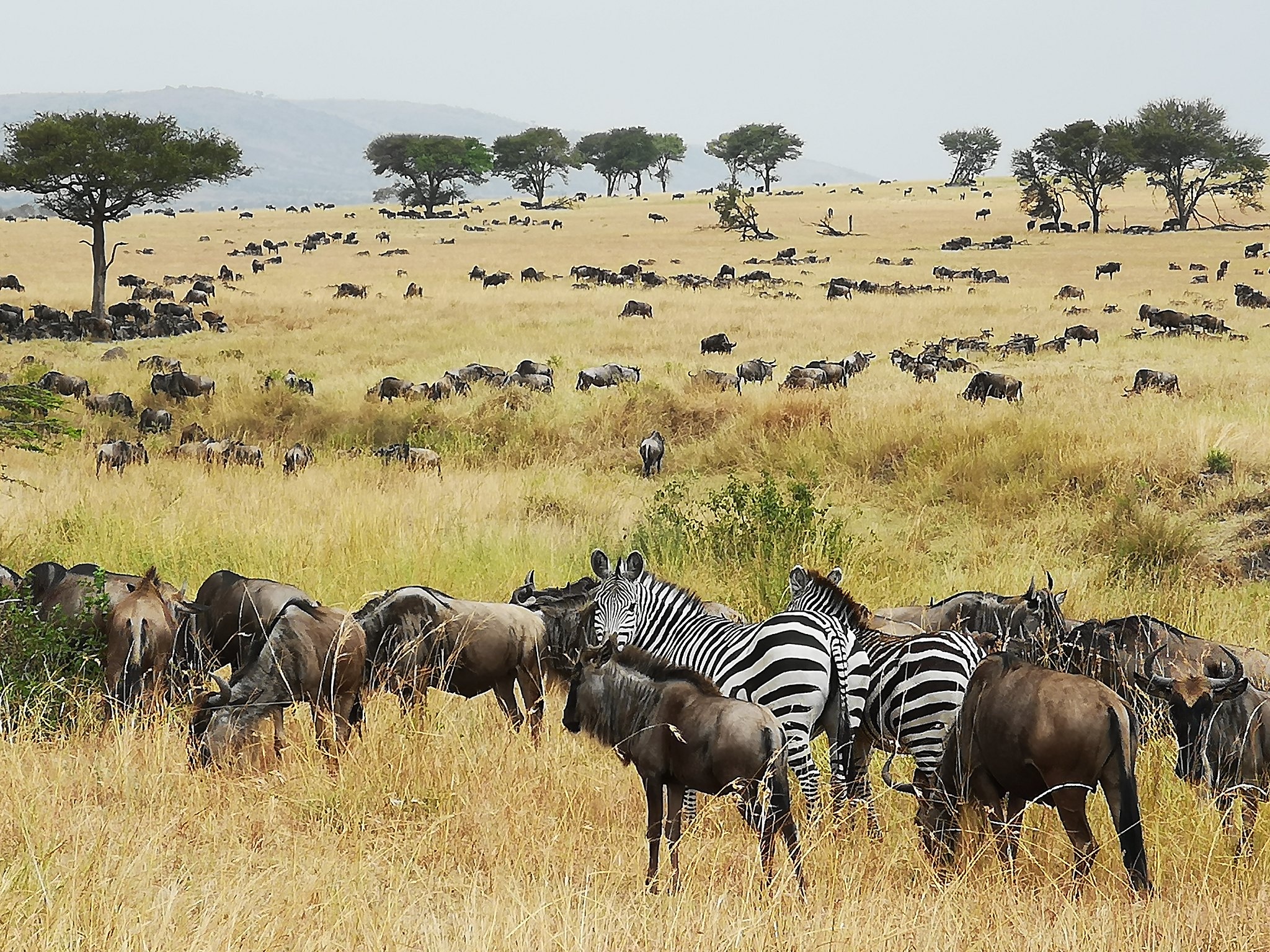 tourhub | Beach and Safari Holidays | Serengeti Sensation: Discover the Wild African Savannah 