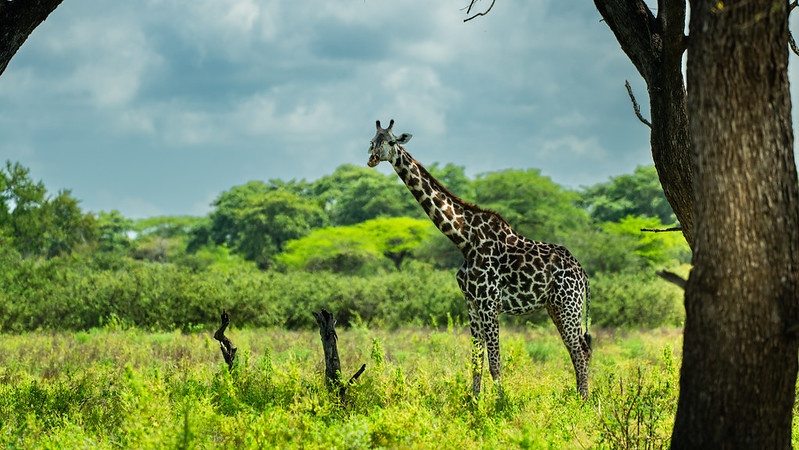 tourhub | Beach and Safari Holidays | Zanzibar and Selous 