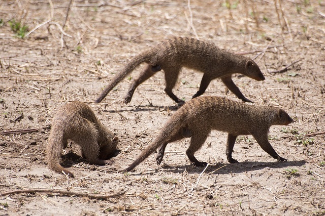 tourhub | Akondo Adventures | Extremely Impressive Tanzania Safari 