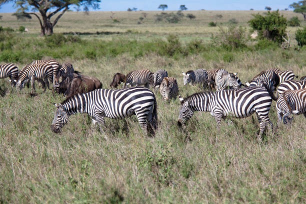 tourhub | Widerange African Safaris | 5 days Serengeti Migration safari package - Mara crossing river 2024/2025 