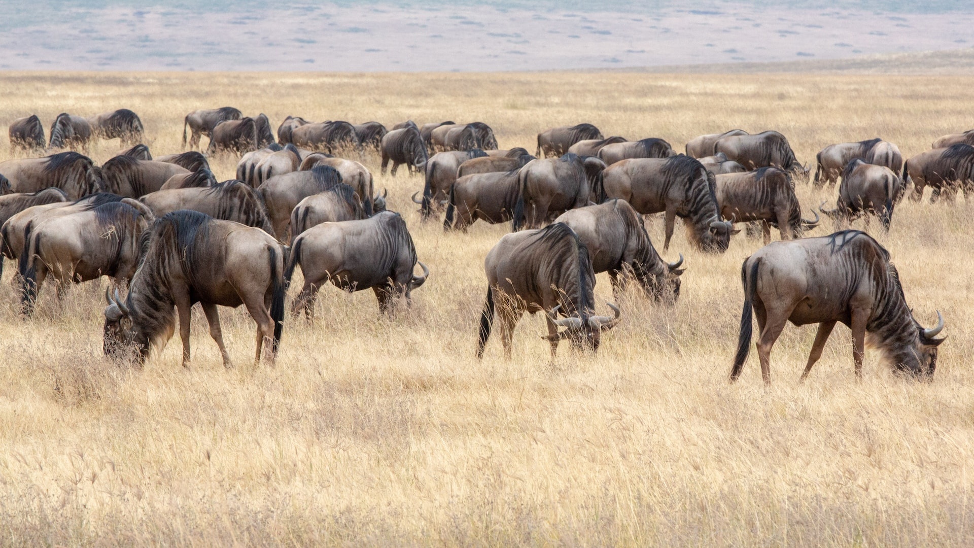 tourhub | Mbega African Safaris | 3-Days Tanzania Safari, Tarangire, Ngorongoro, Lake Manyara 