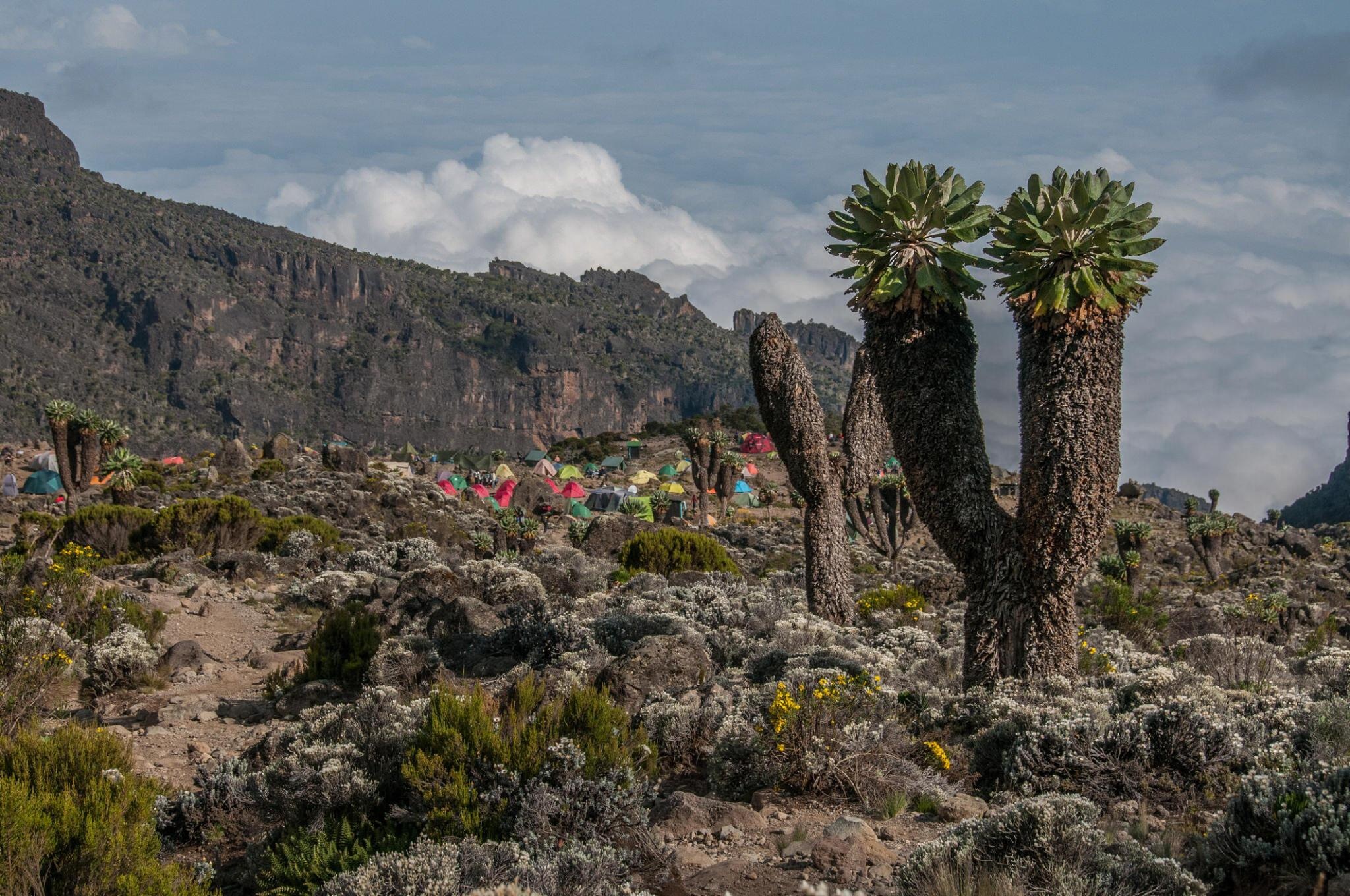 tourhub | Razan Safaris | Best and affordable 6 days Umbwe route Kilimanjaro climbing tour Package 