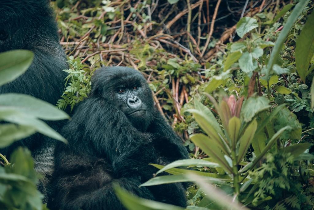 tourhub | Kawira Safaris Ltd | 2 days Uganda Gorilla Trek from Kigali 