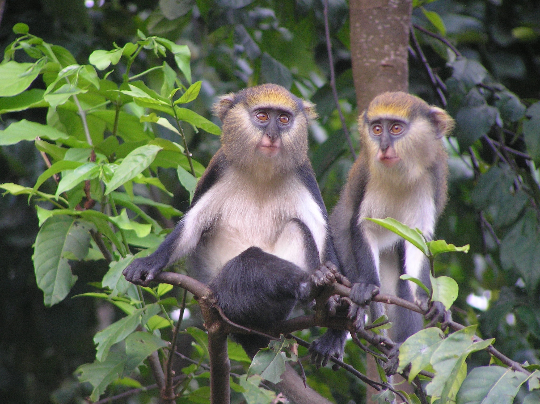 tourhub | Ashanti African Tours | Southern Ghana Eco Tour 