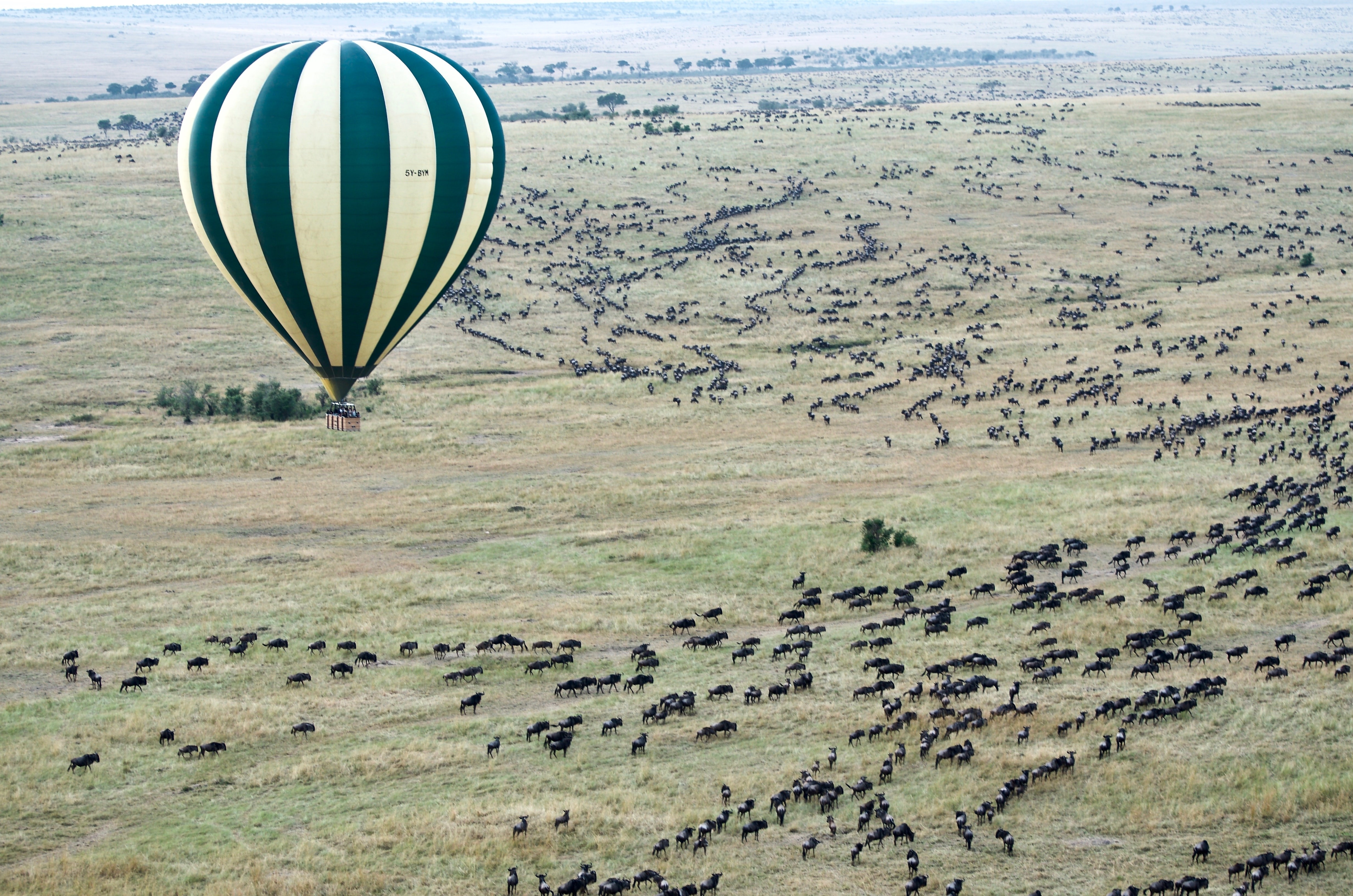 tourhub | Widerange African Safaris | 5-Day Classic Serengeti Migration Mara River Crossing 