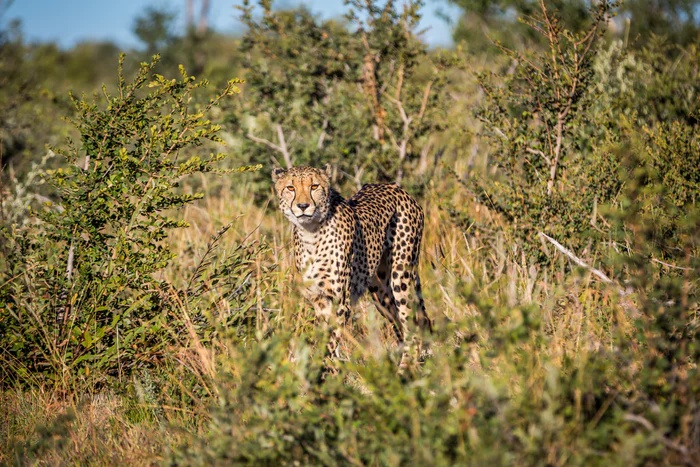 tourhub | Timeline Travel | Madikwe Game Reserve Luxury Tour 