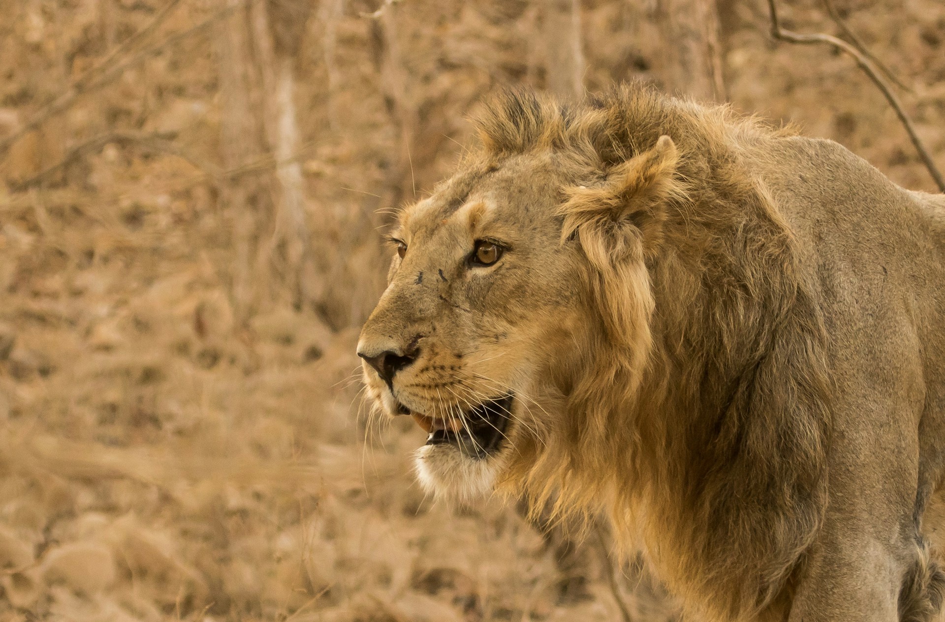 tourhub | Go Book Tours | Asiatic Lions with Bengal Tigers India Tour 