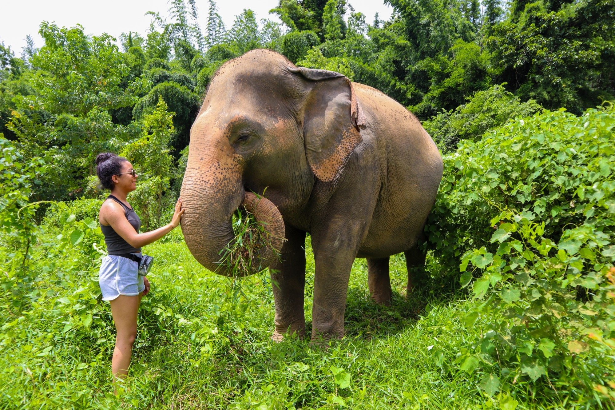 tourhub | Backpacking Tours | Volunteering with Elephants: Thailand 