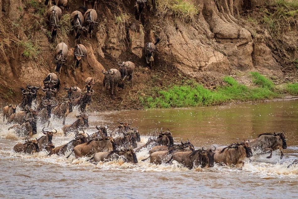 tourhub | Widerange African Safaris | 5 Days Tanzania Serengeti migration Mara River crossing Safari 