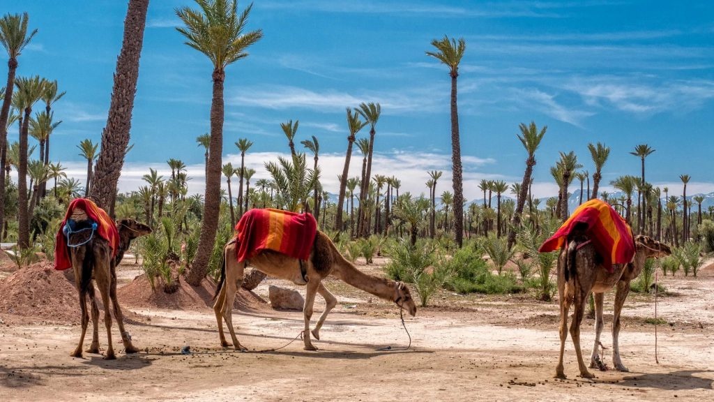 tourhub | Morocco Cultural Trips | Experience a 5-day excursion from Marrakech to the Sahara Desert in Morocco. 