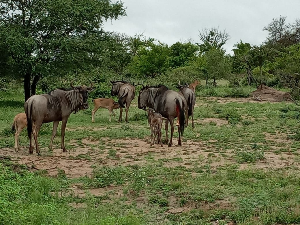 tourhub | Timeline Travel | Madikwe Game Reserve Luxury Tour 