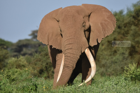 tourhub | Arrow Adventures Kenya | 8 Days Elephant Trails Safari 