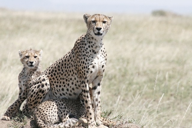 tourhub | Eddy tours and safaris | 5 Days Serengeti Safari. 