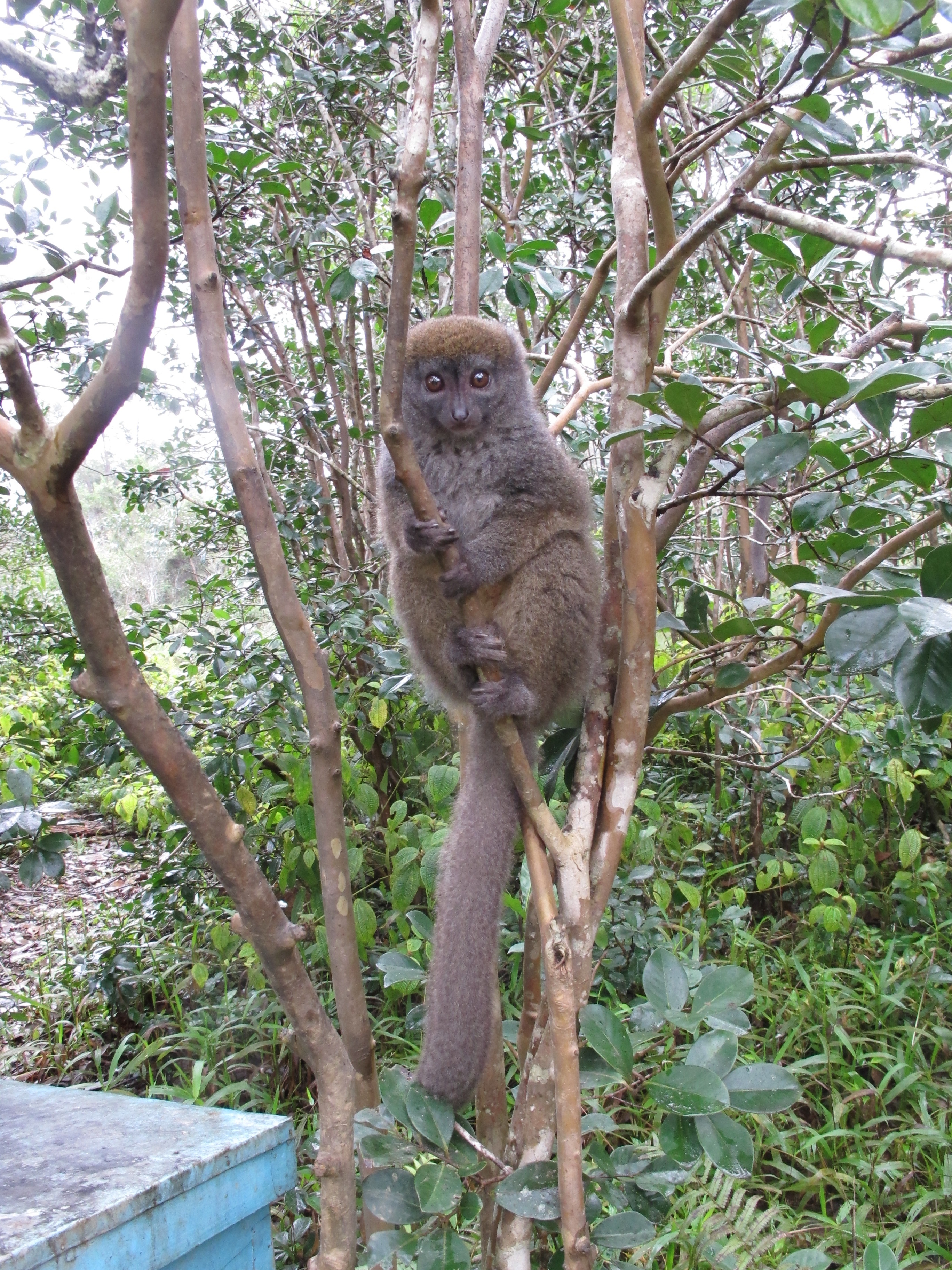 tourhub | Fosa Travel | MADAGASCAR 9 Days Baobabs and Lemurs Tours 