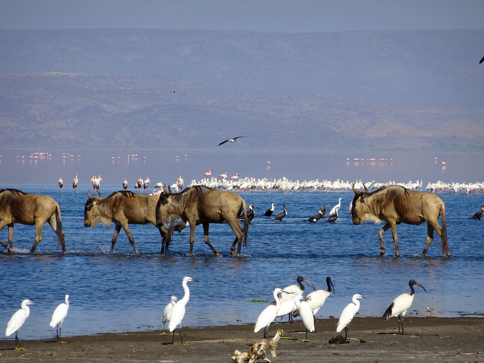 tourhub | Beach and Safari Holidays | Tanzanian Splendours: Expedition Across Iconic Reserves 