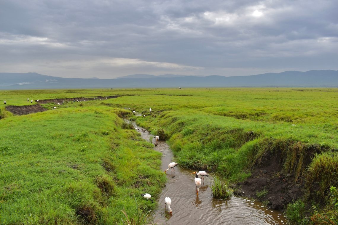 tourhub | Anapa Travel Africa Tours | 8-Day Tanzania Comfort Safari Migration River Crossing and Masai Boma Cultural Tour  Visit. 