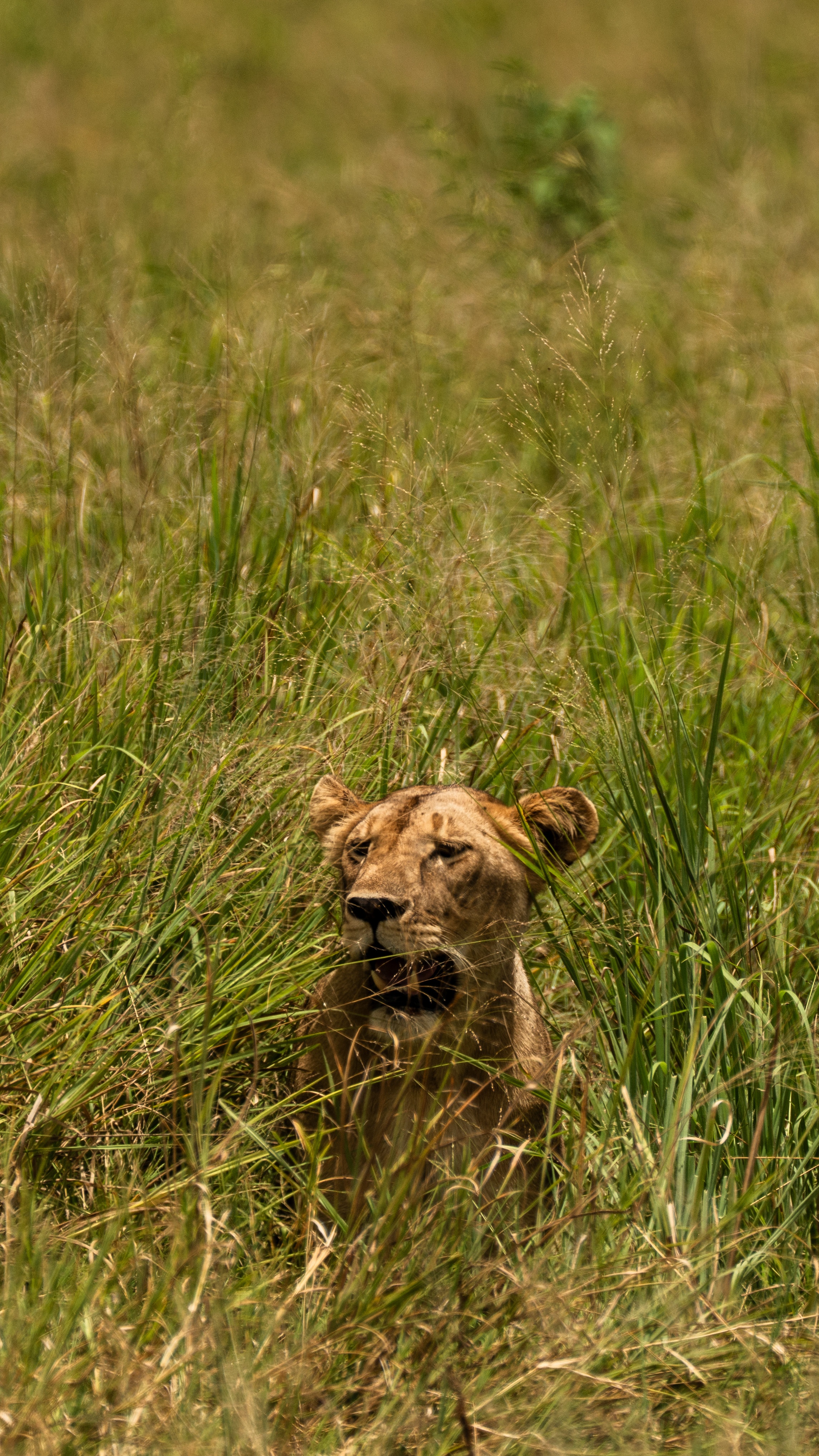 tourhub | Beach and Safari Holidays | Tanzanian Trails and Wildlife Tales: Jeep Safari Adventure 