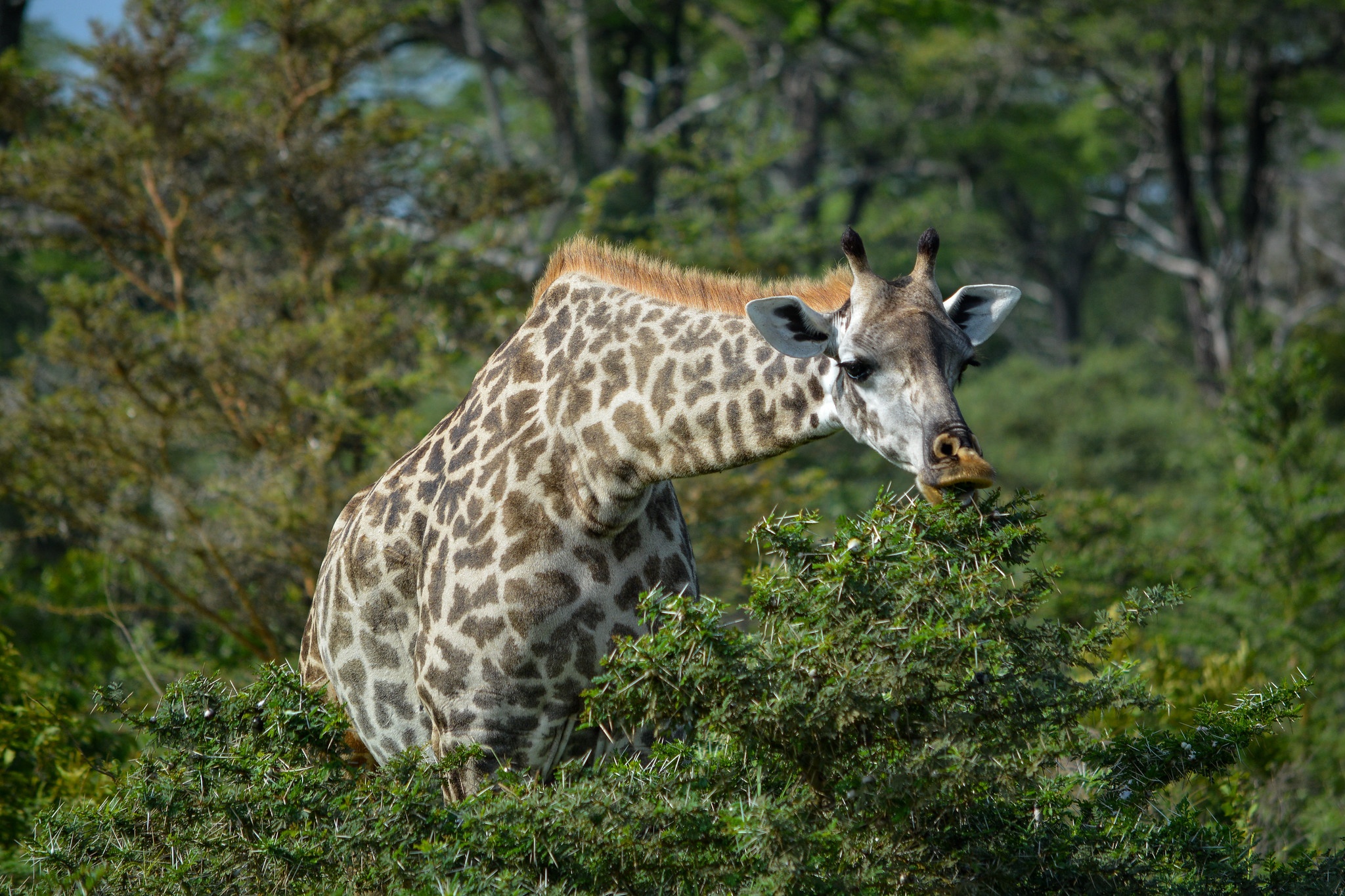 tourhub | Beach and Safari Holidays | From Arusha : 6 days Journey Through Lakes, Savannah, and Craters: Tanzania's Icons 