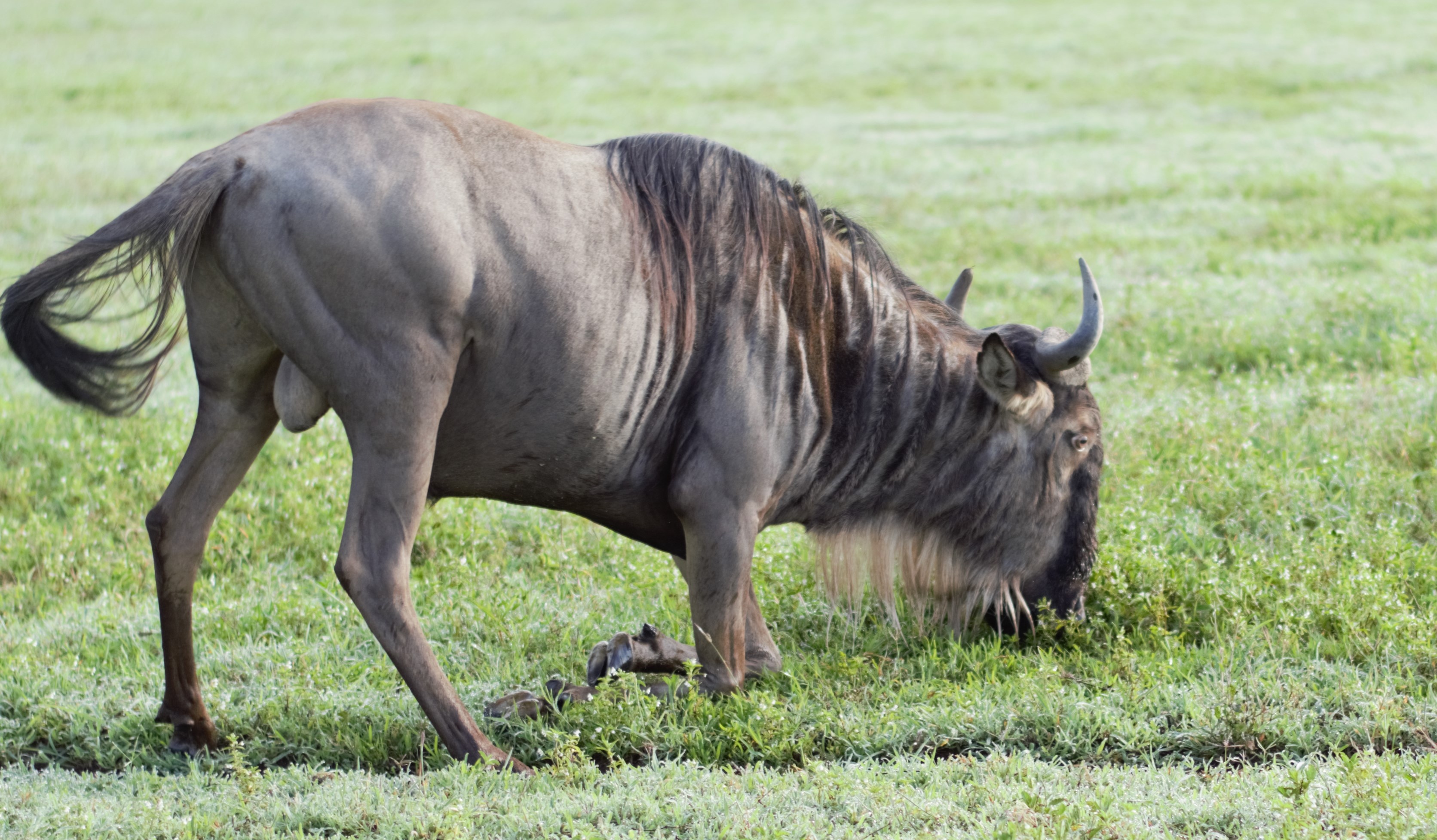 tourhub | Ron Adventure | Tanzania Safari and Zanzibar 