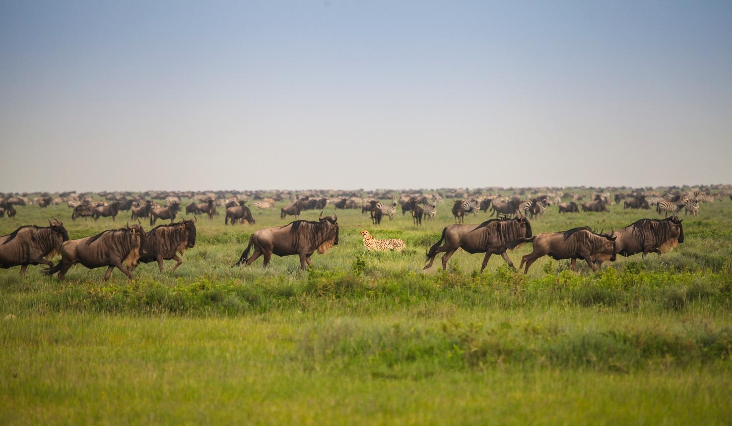 tourhub | Alaitol Safari | Tanzania Migration Safari 