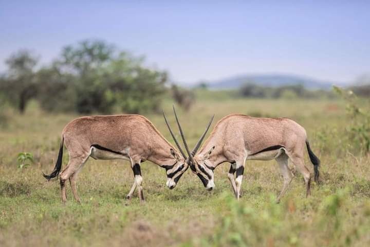 tourhub | Jossec Tours and Safaris | 4 Days Masai Mara & Lake Nakuru Tour. 