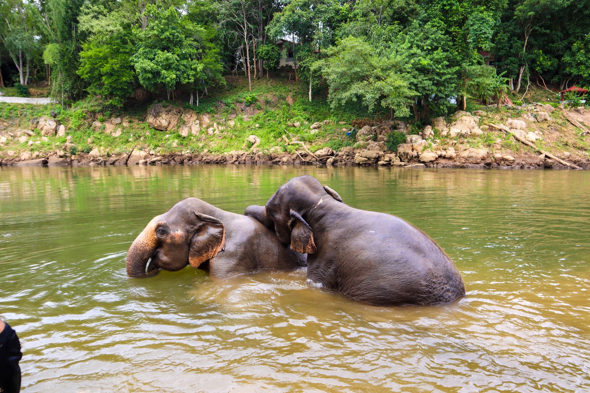 tourhub | Backpacking Tours | Volunteering with Elephants: Thailand 