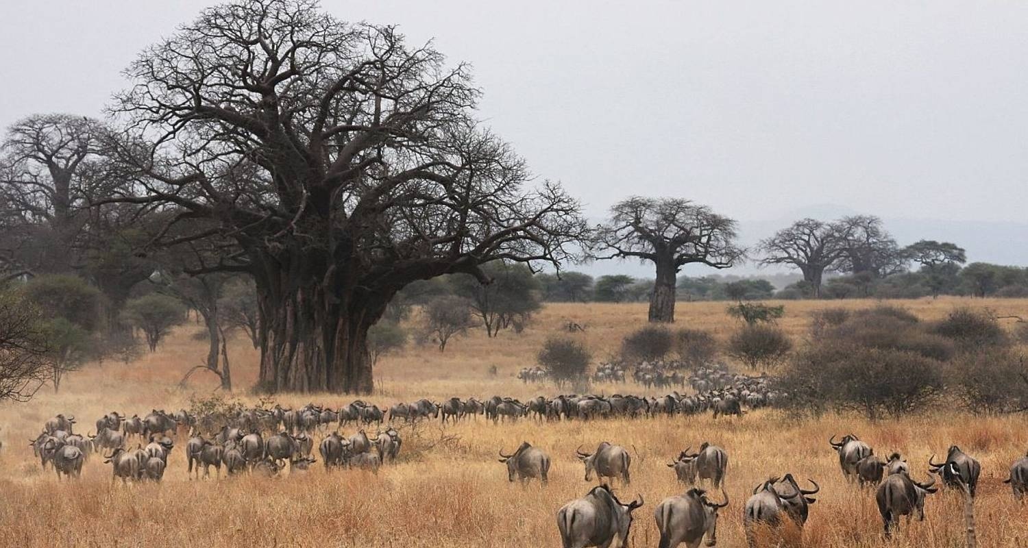 tourhub | Mbega African Safaris | luxury enjoy trip in some Tanznia parks and conservation 